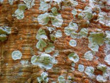 Triple empate Campeonato Amateur Capital