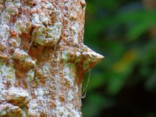 Triple empate Campeonato Amateur Capital