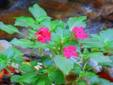 Triple empate Campeonato Amateur Capital