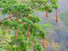 Triple empate Campeonato Amateur Capital