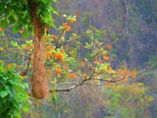 Triple empate Campeonato Amateur Capital