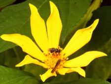 Triple empate Campeonato Amateur Capital