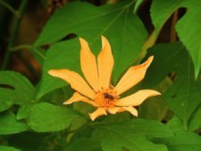 Triple empate Campeonato Amateur Capital