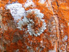 Triple empate Campeonato Amateur Capital