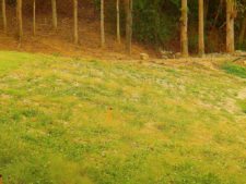 Triple empate Campeonato Amateur Capital