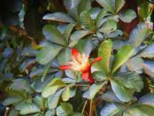 Triple empate Campeonato Amateur Capital