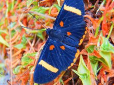 Triple empate Campeonato Amateur Capital