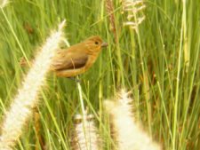 Triple empate Campeonato Amateur Capital