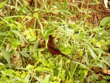 Triple empate Campeonato Amateur Capital