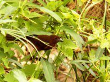 Triple empate Campeonato Amateur Capital