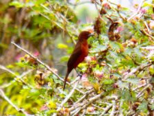 Triple empate Campeonato Amateur Capital