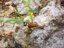 Triple empate Campeonato Amateur Capital