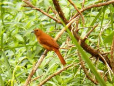 Triple empate Campeonato Amateur Capital