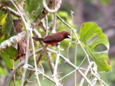 Triple empate Campeonato Amateur Capital