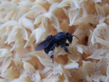 Triple empate Campeonato Amateur Capital