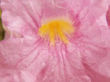 Triple empate Campeonato Amateur Capital