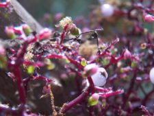 Triple empate Campeonato Amateur Capital