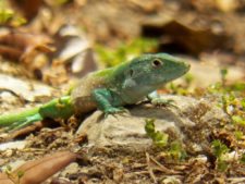 Triple empate Campeonato Amateur Capital