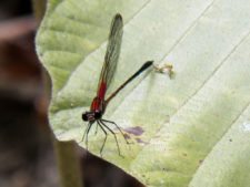 Triple empate Campeonato Amateur Capital