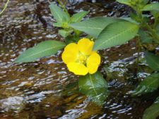 Triple empate Campeonato Amateur Capital