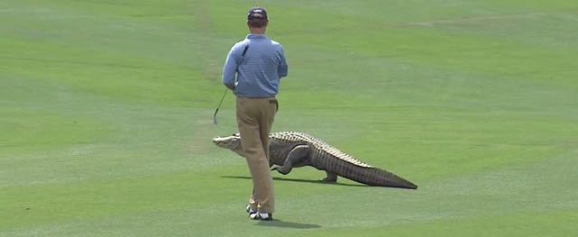 Video: Top-10 Animales encontrados en el PGA Tour