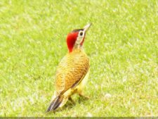 Maestre adelante del Abierto de Venezuela