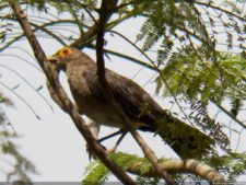 Velázquez por dos en la punta del Abierto de Venezuela