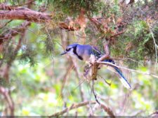 Regreso al Futuro del Golfers