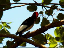 Regreso al Futuro del Golf