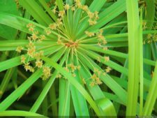 XI Abierto Sambil, jornada inicial clasificatoria