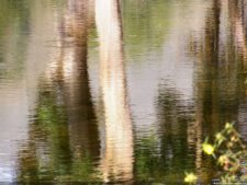 Insectos alimentan la vida y el golf