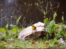 Insectos alimentan la vida y el golf