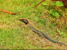 Insectos alimentan la vida y el golf
