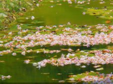 Insectos alimentan la vida y el golf