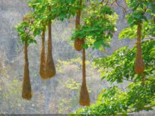 Insectos alimentan la vida y el golf