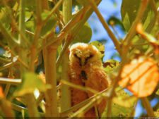 Insectos alimentan la vida y el golf