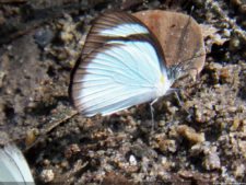 Insectos alimentan la vida y el golf