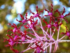 Insectos alimentan la vida y el golf