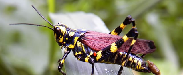 Insectos alimentan la vida y el golf