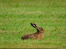 Ceremonia de Apertura LAAC 2015 - Fotos Oficiales