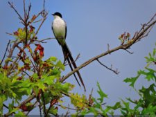 Ceremonia de Apertura LAAC 2015 - Fotos Oficiales