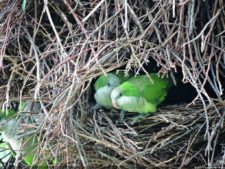 Imágenes Históricas de un Evento Memorable