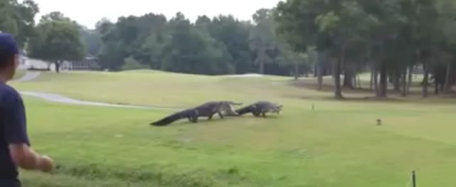 Video, cocodrilos pelean por águila en Tampa