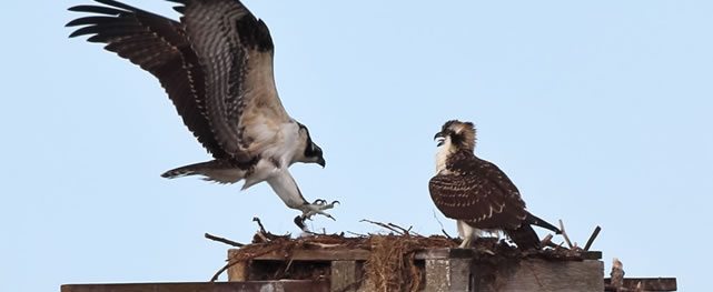 Ospreys (Pandion haliaetus) at Chambers Creek Properties (cortesía Jason Taylor)