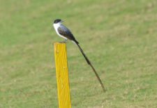 Tijereta (cortesía R. Meissner)