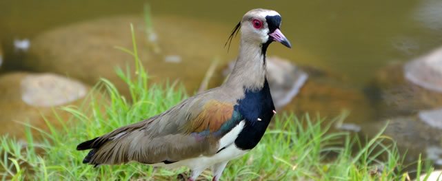 Alcaraván o Pellar (cortesía R. Meissner)