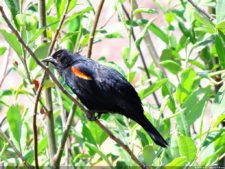 115º US Open selección domingo