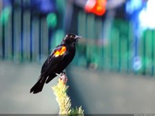 115º US Open selección domingo