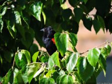 115º US Open selección domingo