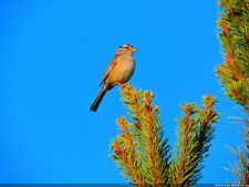 115º US Open selección domingo
